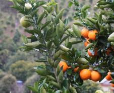 Portaria da Adapar estabelece procedimentos de prevenção e controle do Greening