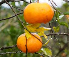 Portaria da Adapar estabelece procedimentos de prevenção e controle do Greening