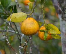 Portaria da Adapar estabelece procedimentos de prevenção e controle do Greening
