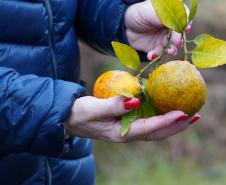 Portaria da Adapar estabelece procedimentos de prevenção e controle do Greening