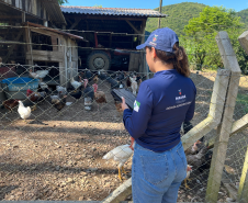 Com 414 fiscalizações, Adapar finaliza operação contra influenza aviária no Litoral
