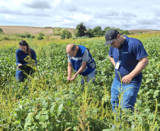 Fiscalização integrada reforça monitoramento de planta daninha em divisa no Sul do Estado