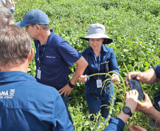 Fiscalização integrada reforça monitoramento de planta daninha em divisa no Sul do Estado