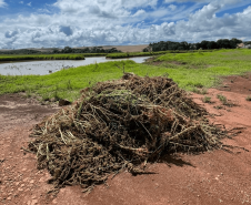 Fiscalização integrada reforça monitoramento de planta daninha em divisa no Sul do Estado
