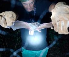 Adapar promove treinamento para controle de zoonoses em animais de produção