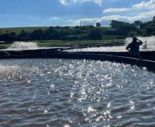 Adapar inicia projeto de biosseguridade na produção de tilápia com instituto norueguês