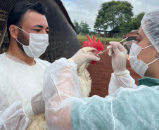 Paraná conclui ciclo 2025/2026 de vigilância ativa para Influenza Aviária e Doença de Newcastle