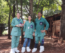 Paraná conclui ciclo 2025/2026 de vigilância ativa para Influenza Aviária e Doença de Newcastle