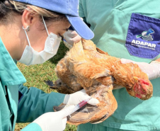 Paraná conclui ciclo 2025/2026 de vigilância ativa para Influenza Aviária e Doença de Newcastle