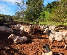 Atualização de rebanhos chega a 67% no Paraná; prazo encerra em 30 de junho