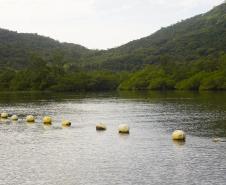 Adapar suspende retirada de ostras em Guaratuba por nível de ficotoxinas acima do limite