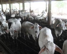 Após quase nove anos de embargos à exportação de carne bovina, o Paraná volta a exportar o produto para a Rússia.