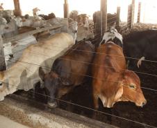 Após quase nove anos de embargos à exportação de carne bovina, o Paraná volta a exportar o produto para a Rússia