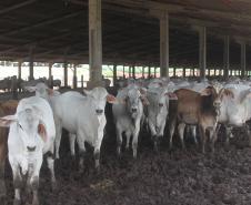 Após quase nove anos de embargos à exportação de carne bovina, o Paraná volta a exportar o produto para a Rússia. 