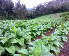 Plantação de Fumo