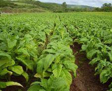 Plantação de fumo