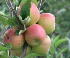 O agricultor que trabalha com o fruticultura necessariamente precisa tomar cuidados com a escolha do material de propagação, garantindo assim a sanidade de sua produção. Compre sempre mudas de viveiristas credenciados, já conhecidos, e observe se o viveiro oferece garantias da sanidade e identifica corretamente suas mudas.