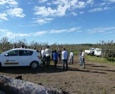 ADAPAR promove reunião técnica sobre o cancro europeu das pomáceas em Palmas/PR