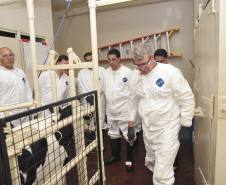 Avaliação clínica de bovino com
febre aftosa.