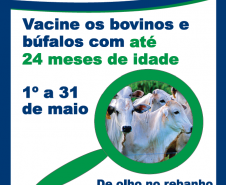 Paraná começa vacinação contra a febre aftosa neste domingo
