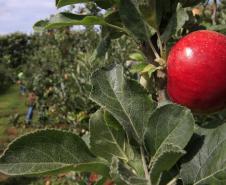 Adapar Promove Reunião Técnica sobre Manejo Integrado de Pragas em Frutíferas de Clima temperado na Lapa