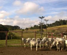 Dia de Campo vai apresentar exemplo de boas práticas agrícolas