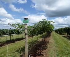 Dia de Campo Sobre a Cultura da Videira em Santa Tereza do Oeste