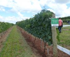 Dia de Campo Sobre a Cultura da Videira em Santa Tereza do Oeste