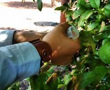 Greening: Adapar Desenvolve Ações em Parceria com a Iniciativa Privada