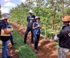 Adapar participa de Simulado em Emergência Fitossanitária em Fraiburgo.