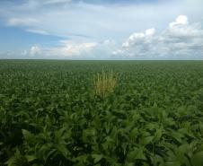 Evento sobre Erradicação da praga Amaranthus palmeri no Mato Grosso