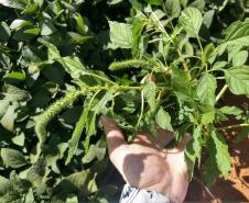 Amaranthus palmeri 