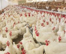 Avicultura: Adapar realiza treinamento para médicos veterinários em Palotina