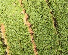 Sanidade Vegetal: Uso de Drones pela Adapar