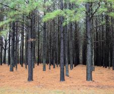 I Curso de atualização em pragas florestais 