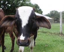 Panaftosa participa de simulado contra focos de febre aftosa no Paraná/Brasil 