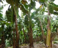 77º Curso de Certificação Fitossanitária de Origem e Consolidada - Banana e Uva