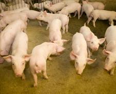 Adapar realiza palestras sobre biosseguridade em granjas de suínos 