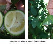 Sintomas em folhas e frutos
