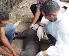 Sanidade dos Suínos: Adapar coopera com o governo de Alagoas nos focos de peste suína clássica