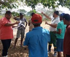 Sanidade dos Suínos: Adapar coopera com o governo de Alagoas nos focos de peste suína clássica