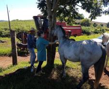 Colheita de amostra para inquérito soroepidemiológico de AIE