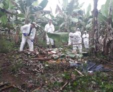 Adapar participa de simulado de emergência fitossanitária para a prevenção de praga da banana