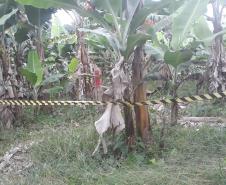 Adapar participa de simulado de emergência fitossanitária para a prevenção de praga da banana