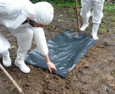 Adapar participa de simulado de emergência fitossanitária para a prevenção de praga da banana