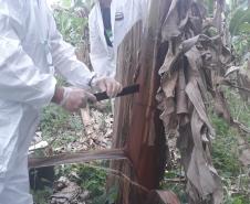 Adapar participa de simulado de emergência fitossanitária para a prevenção de praga da banana