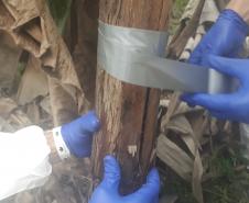 Adapar participa de simulado de emergência fitossanitária para a prevenção de praga da banana