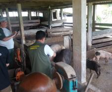 Adapar participa da “Operação Fauna Invasora”