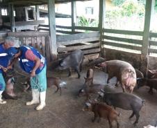Adapar participa da “Operação Fauna Invasora”