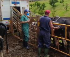 Mesmo em meio à pandemia de Covid-19, a Agência de Defesa Agropecuária do Paraná (Adapar) conseguiu manter seus trabalhos essenciais.
